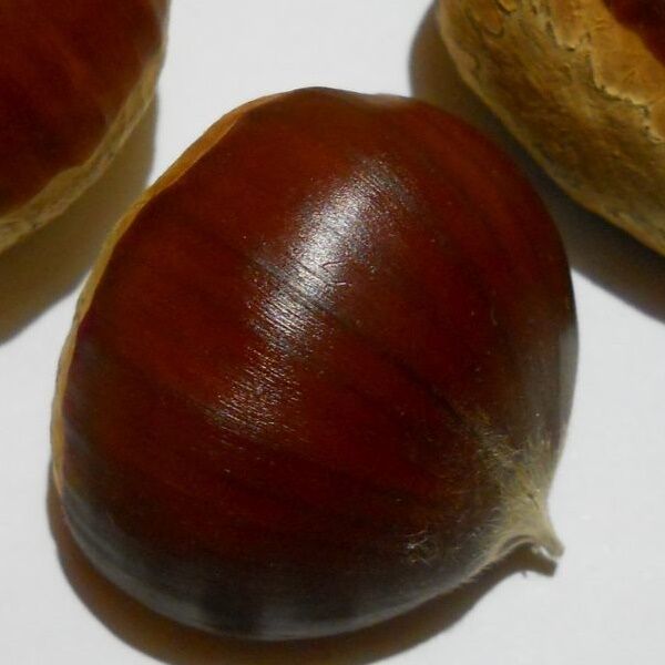 Shell Maraval Castanea hibrid `Maraval` (Maraval szelidgesztenye) - Virágzókertek Kft