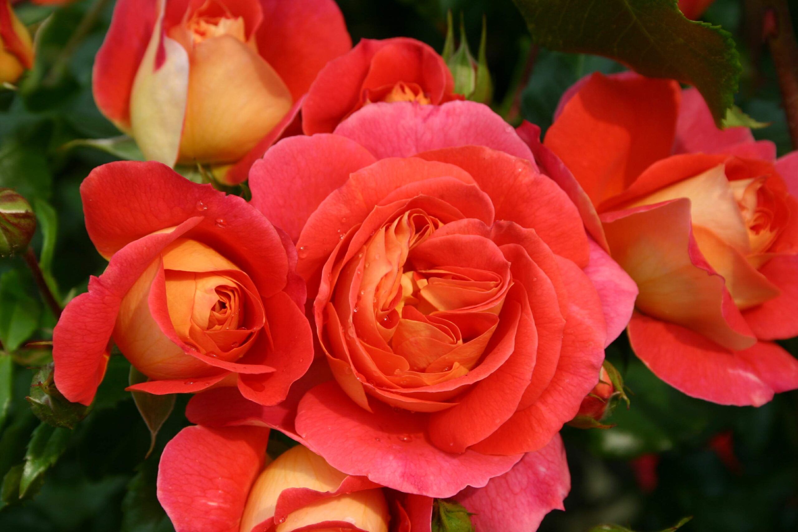 Rosa Kordes fajták (talajtakaró Kordes rózsa) 2L-es - Virágzókertek Kft